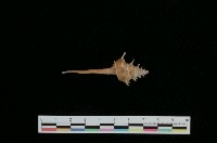 藏品(紡軸螺)的圖片